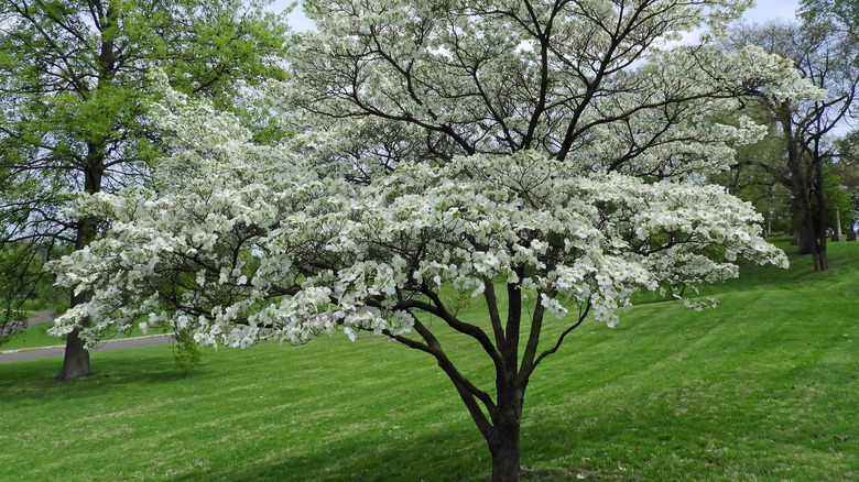 White flowers on a young flowering dogwood tree
