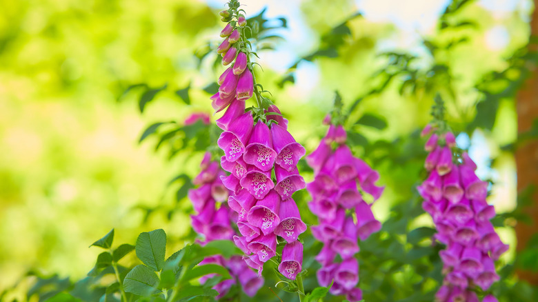 Foxglove plant blooming purple flowers