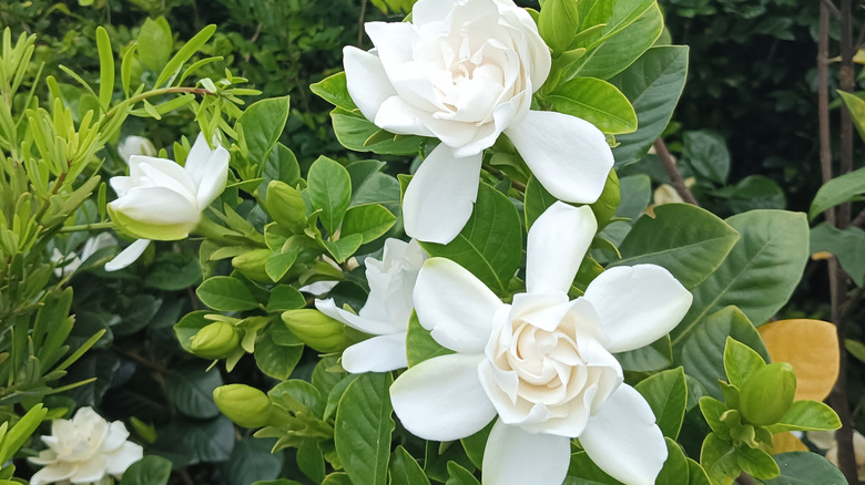 White gardenia flowers in bloom