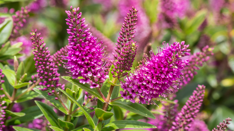 Purple hebe in bloom