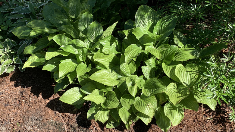 Hosta plant growing in yard