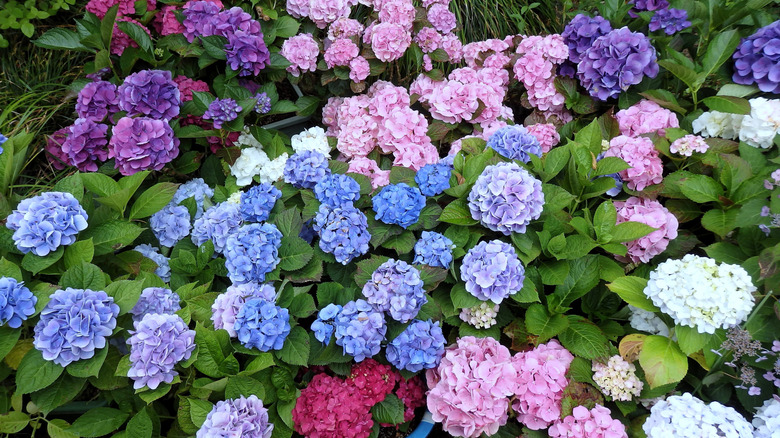 Colorful hydrangea flowers growing in garden