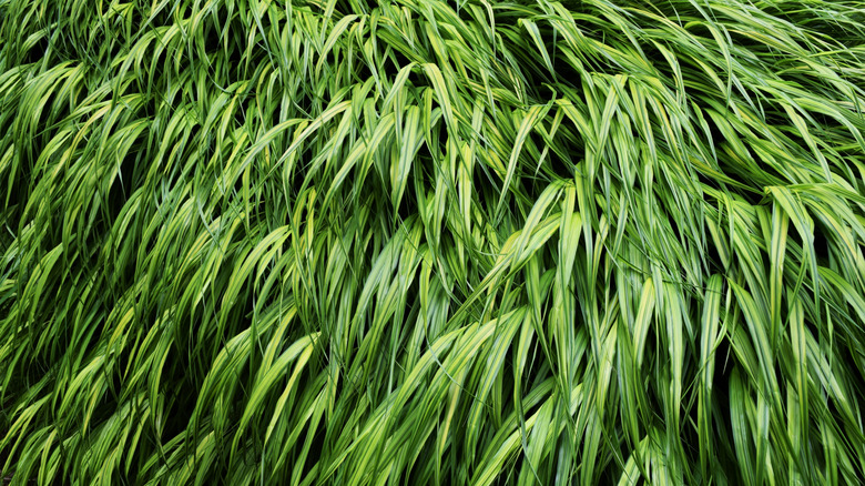 Green blades of Japanese forest grass