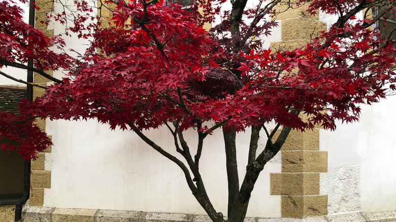 Young Japanese maple tree in autumn
