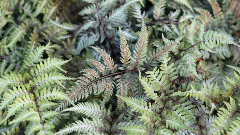 Japanese painted fern in garden