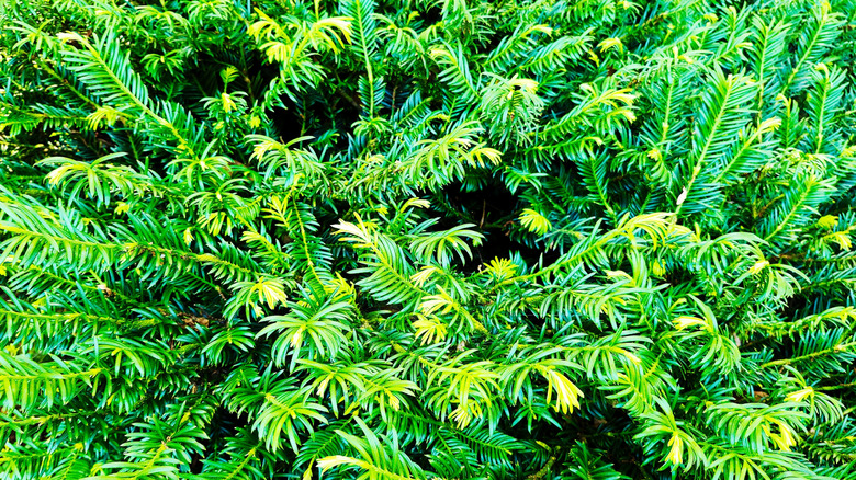 Japanese plum yew's green leaves