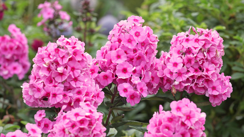Bright pink phlox flowers in garden