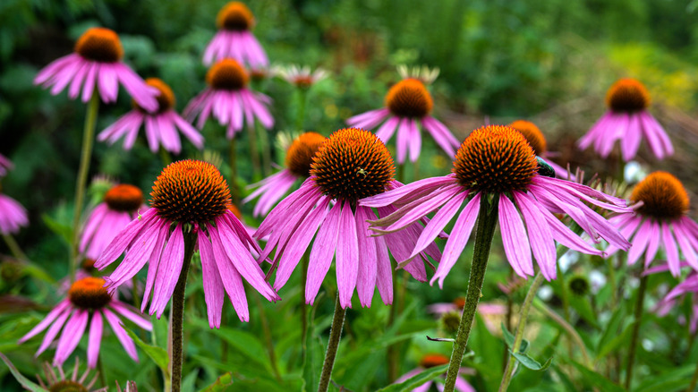 Purple coneflowers in bloom in a garden