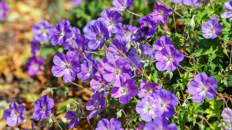 Rozanne geranium's bluish purple flowers in bloom