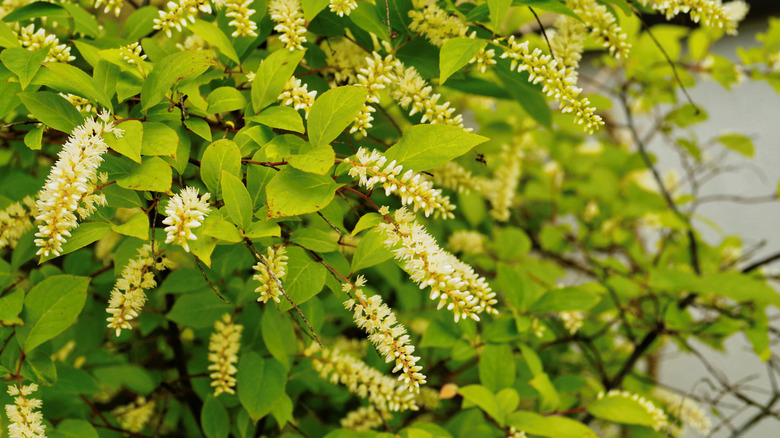 'Henry's Garnet' Virginia sweetspire white white flowers and green leaves