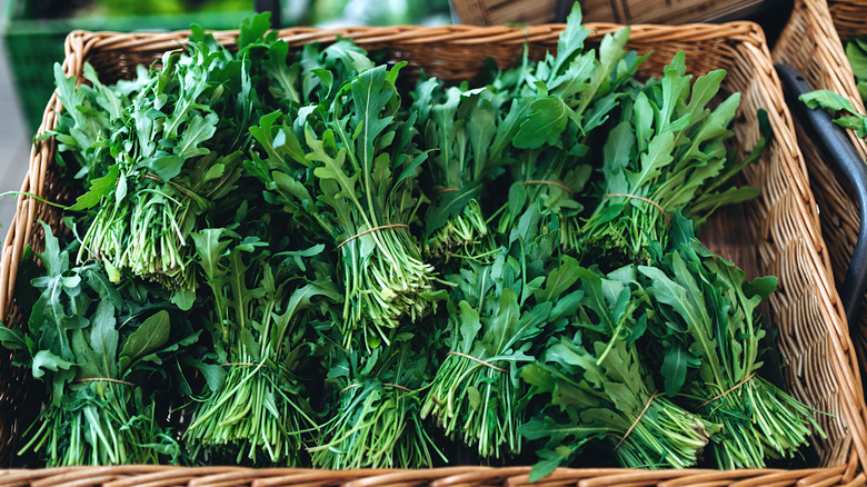 Arugula harvested, wrapped in bundles, and placed in a basket