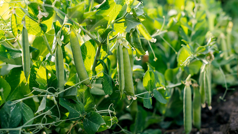 A close up of beans in a garden hanging from their plant