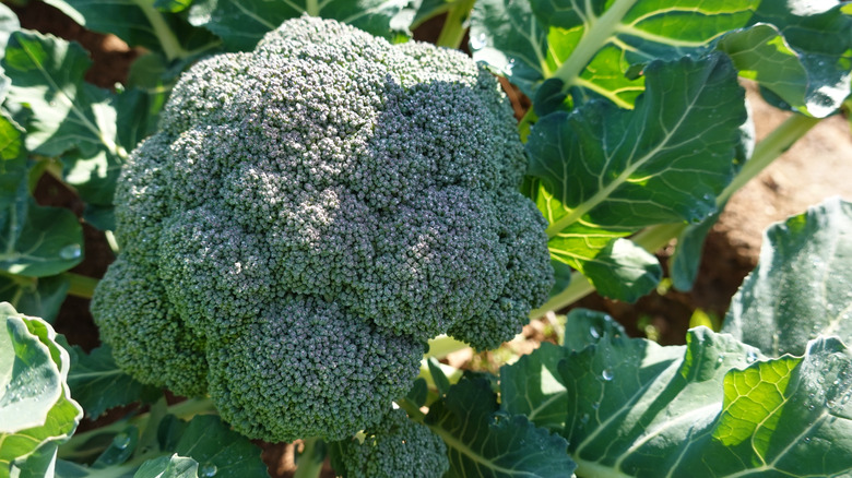 A head of broccoli still in the ground in a garden outside