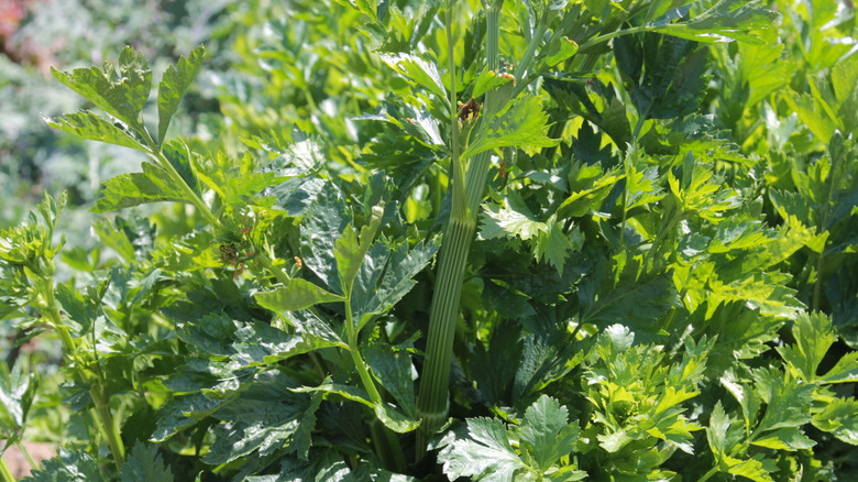 Celery growing in a garden
