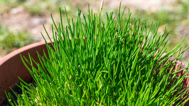 Young chives growing in a container