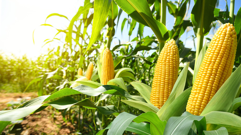 Corn growing in a row with the sunlight behind them