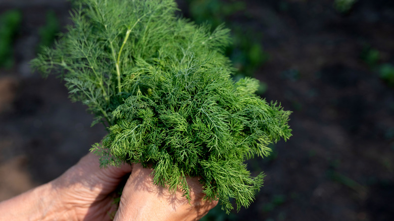 Handing holding up a bunch of dill outside