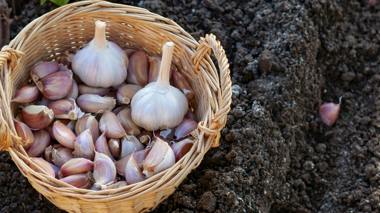 Garlic bulbs and heads in the a basket outside