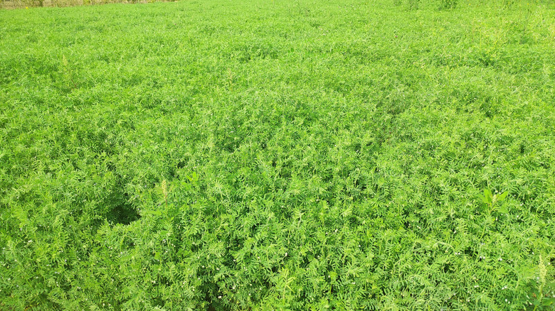 A close up of lentils growing in a field