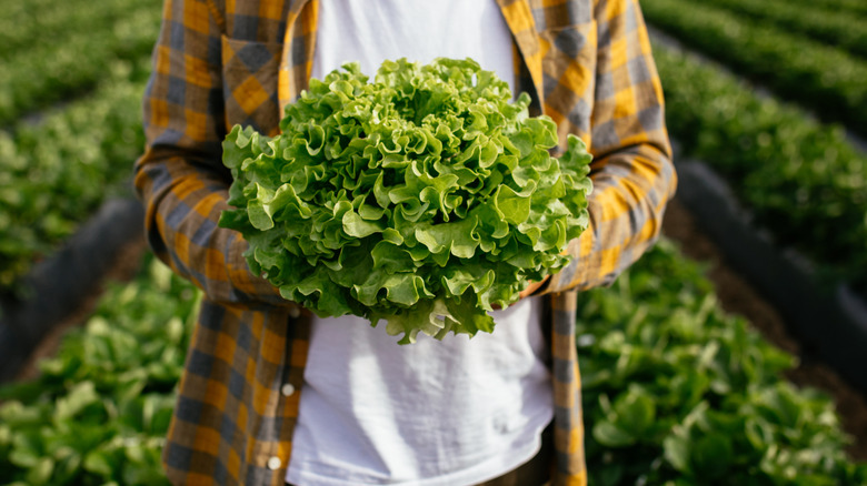 A farmer holding a head of lettuce with farm in background