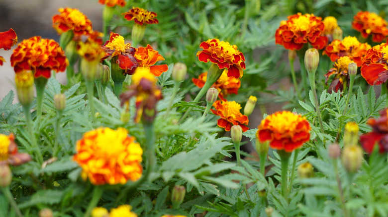 A close-up of red and yellow marigolds planted outdoors