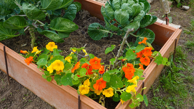Nasturtiums growing alongside vegetables in a raised garden bed
