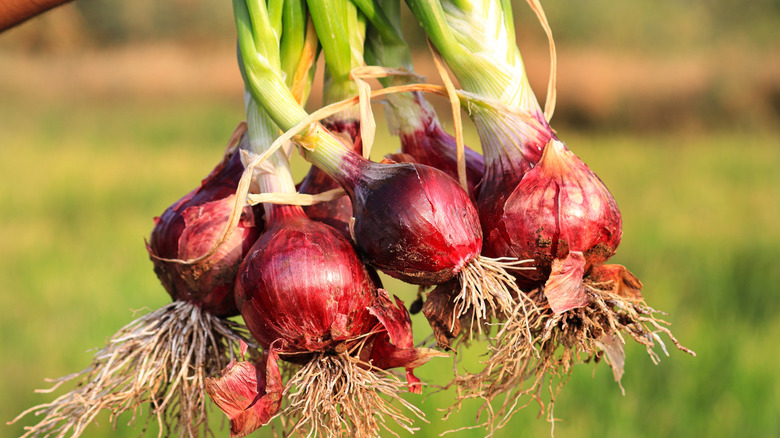 Red onions being held up out of the ground