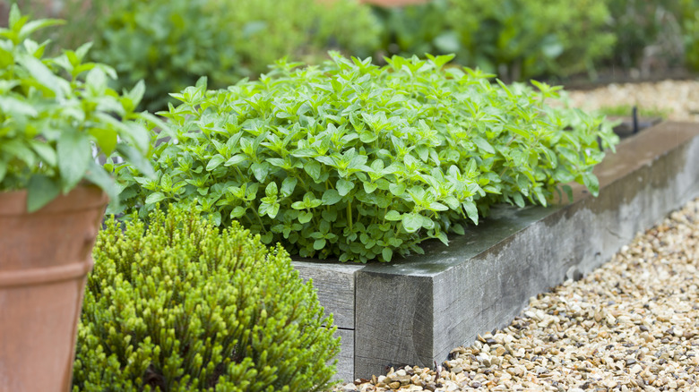 Oregano growing in a raised bed surrounded by small pebbles