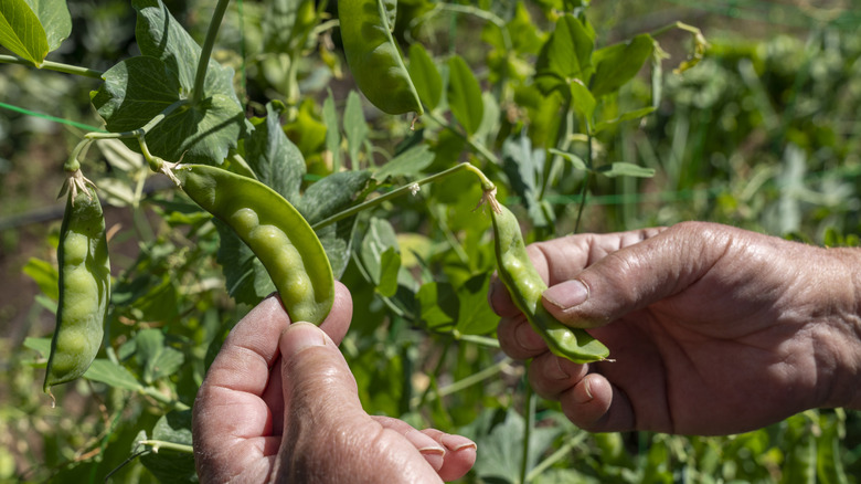 Hands holding up two pea pods still hanging from plants outside in garden