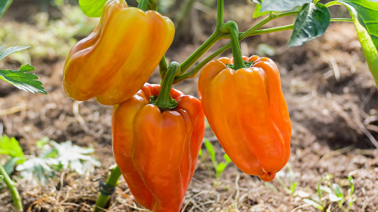 Orange and red peppers hanging from their plant outside