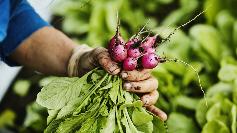 A farmer holding red radishes freshly picked from the earth