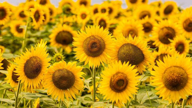 A field of sunflowers outside