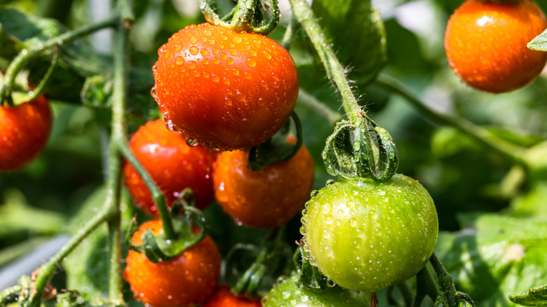 Dew-covered ripe and unripe tomatoes hanging from vines