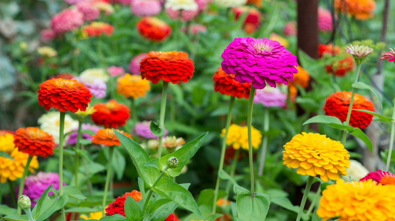 Zinnias in reds, yellows, pinks, and oranges blooming in a garden