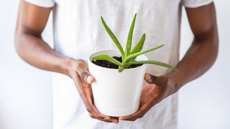 Hands holding aloe vera plant