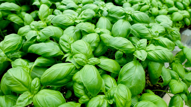 A fresh crop of basil