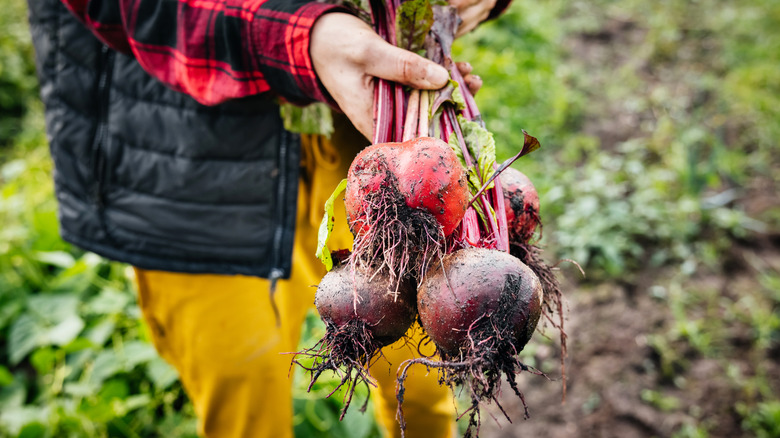 Close up shot of person holding uprooted beet