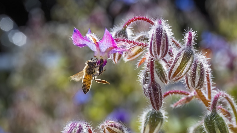 Close up of bee on borage