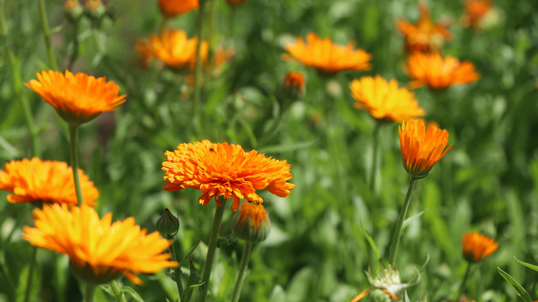 A patch of calendula flowers