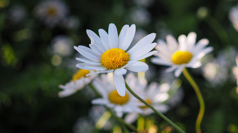 Close up shot of chamomile flower