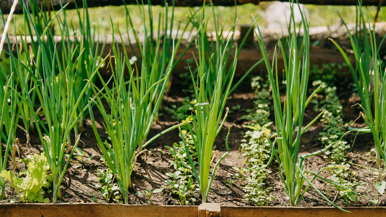 Close up of a bed of chives