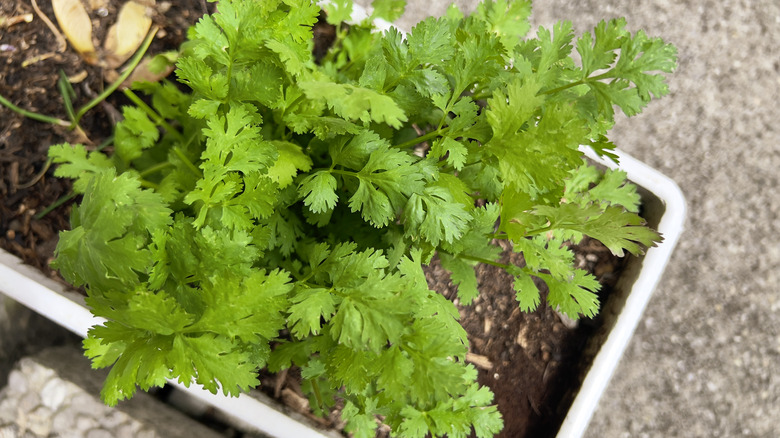 Close-up of Cilantro plant