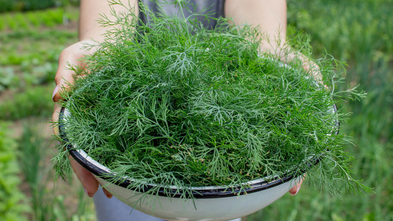 A bowl of dill