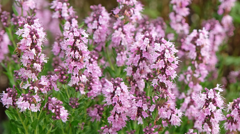 Pink hyssop plant