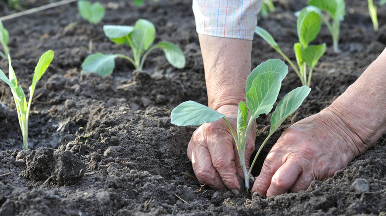 Hands planting cabbage seedlings