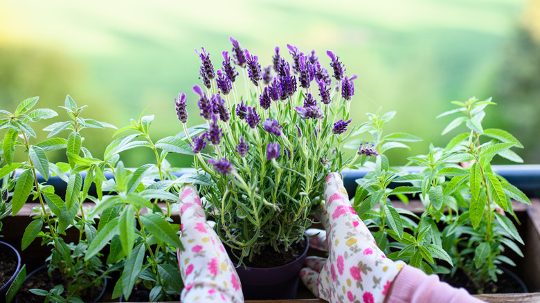 Gloved hands cradling a pot of lavender