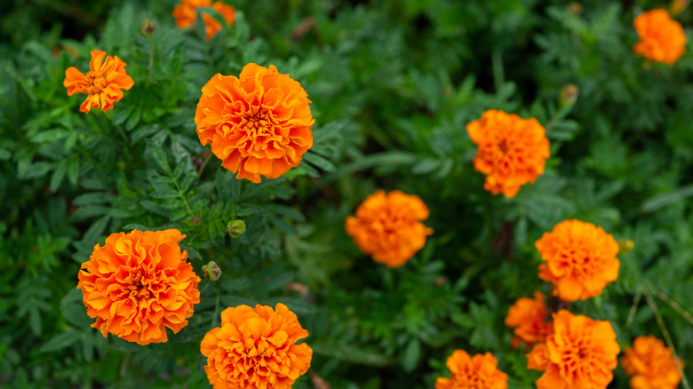A patch of marigold flowers