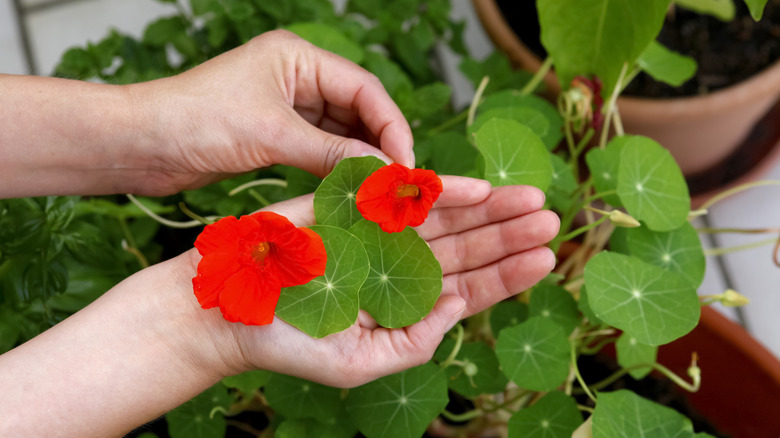 Close up of nasturtium flowers