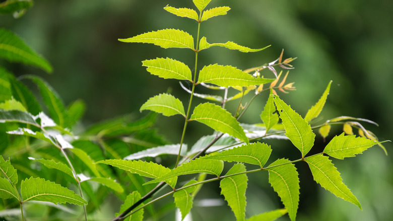 Neem leaves