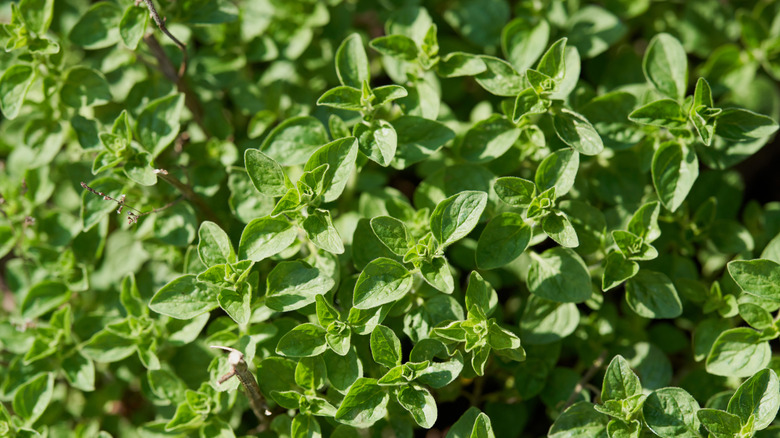Close up shot of oregano